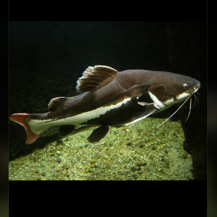 Redtail catfish / Phractocephalus hemioliopterus