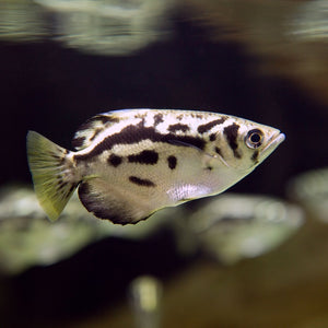 Freshwater burmese archer fish / Toxotes Blythii