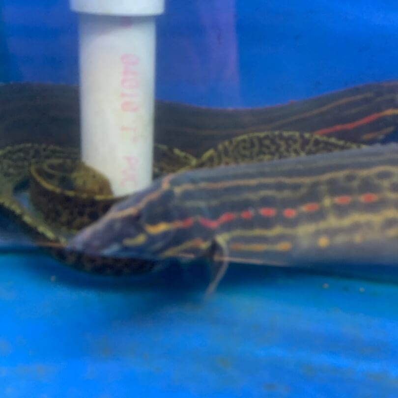 Fire eel / Mastacembelus erythrotaenia