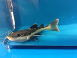 Redtail catfish / Phractocephalus hemioliopterus