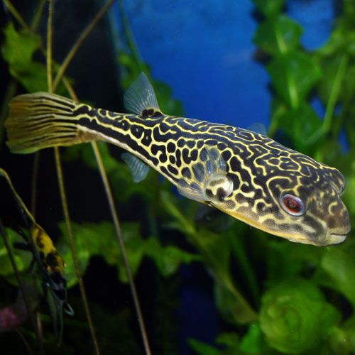 MBU freshwater puffer / Tetraodon mbu