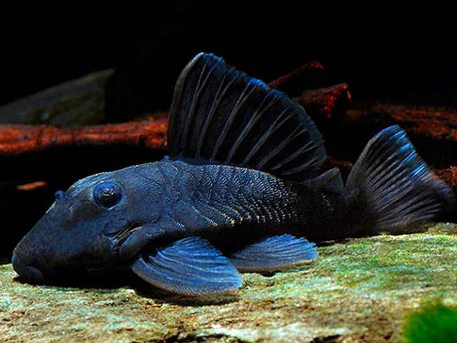 Blue Panaque Pleco (L-239) / Baryancistrus beggini