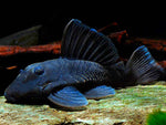 Blue Panaque Pleco (L-239) / Baryancistrus beggini