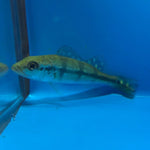 Xingu peacock bass / Cichla melaniae