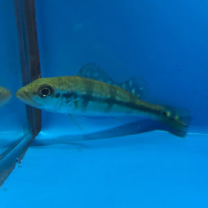 Xingu peacock bass / Cichla melaniae