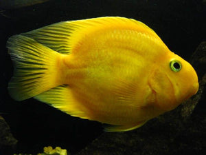 Yellow parrot fish / Scaridae