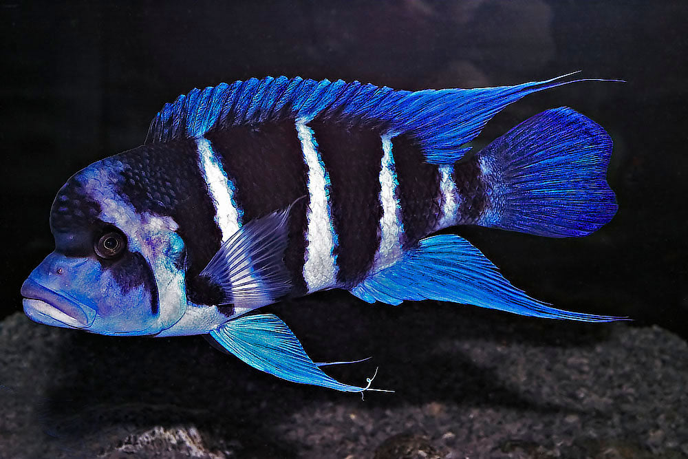 Blue Zaire frontosa / Cyphotilapia frontosa