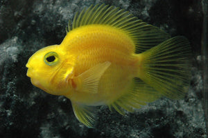 Yellow parrot fish / Scaridae