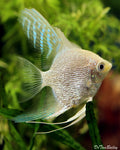 Platinum angelfish