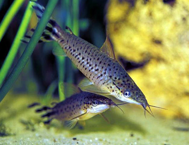 Flagtail porthole catfish / Dianema urostriatum