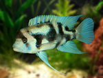 Black widow frontosa / Cyphotilapia frontosa