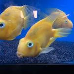 Yellow parrot fish / Scaridae