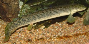 Poll's bichir / Polypterus polli 3-4″