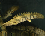 Endlicheri Bichir / Polypterus Endlicheri