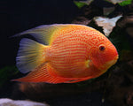 Red spot severum / Heros Severus