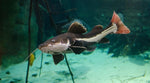 Redtail catfish / Phractocephalus hemioliopterus