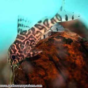 3 pack of Upside down catfish / Synodontis nigriventris
