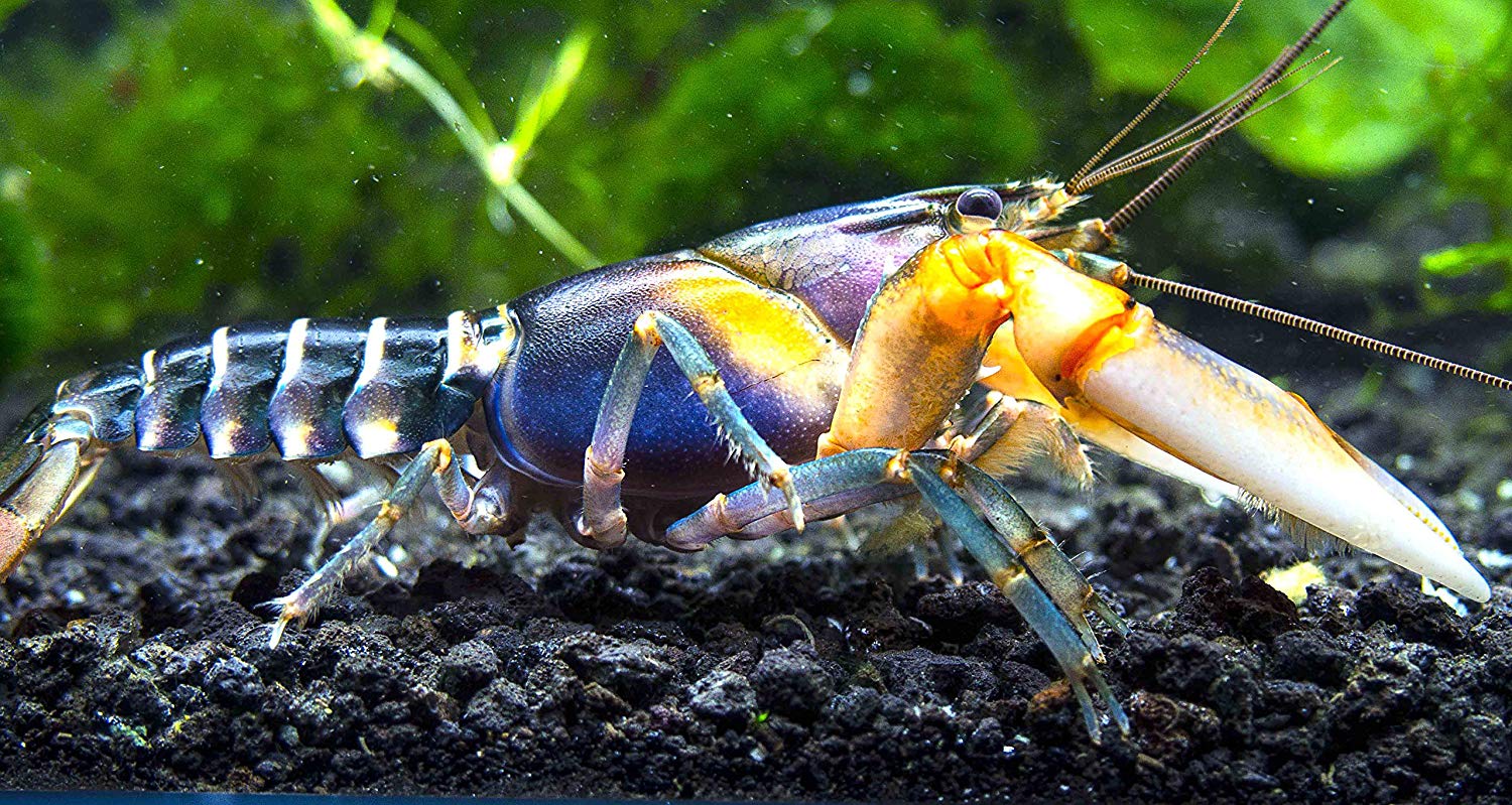 Zebra Crayfish / Cheerax Peknyi