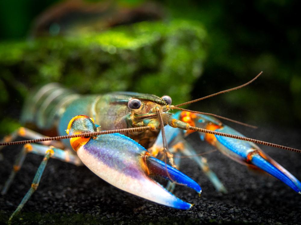 Zebra Crayfish / Cheerax Peknyi
