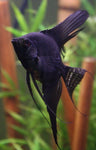 Black angelfish