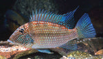 Geophagus jurupari / Satanoperca jurupari