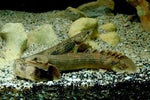 Mokele-Mbembe Bichir / Mokelembembe polypterus