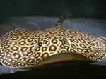 Motoro stingray / Potamotrygon motoro