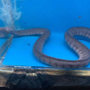 Symbranchus marmoratus atinga eel
