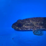 Hoplias Aimara wolf fish 4-5”