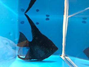 Black angelfish