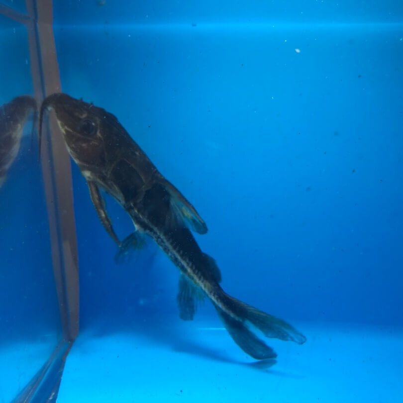 Blue ripsaw catfish / Oxydoras niger for sale – Mori Aquatics