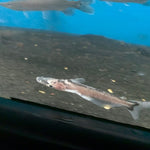 Bocon lechero catfish / Amphichthys cryptocentrus