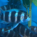 Electric blue frontosa