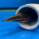 Fire eel / Mastacembelus erythrotaenia