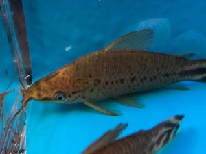 Flagtail porthole catfish / Dianema urostriatum