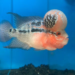 Flowerhorn red dragon master piece / Flowerhorn