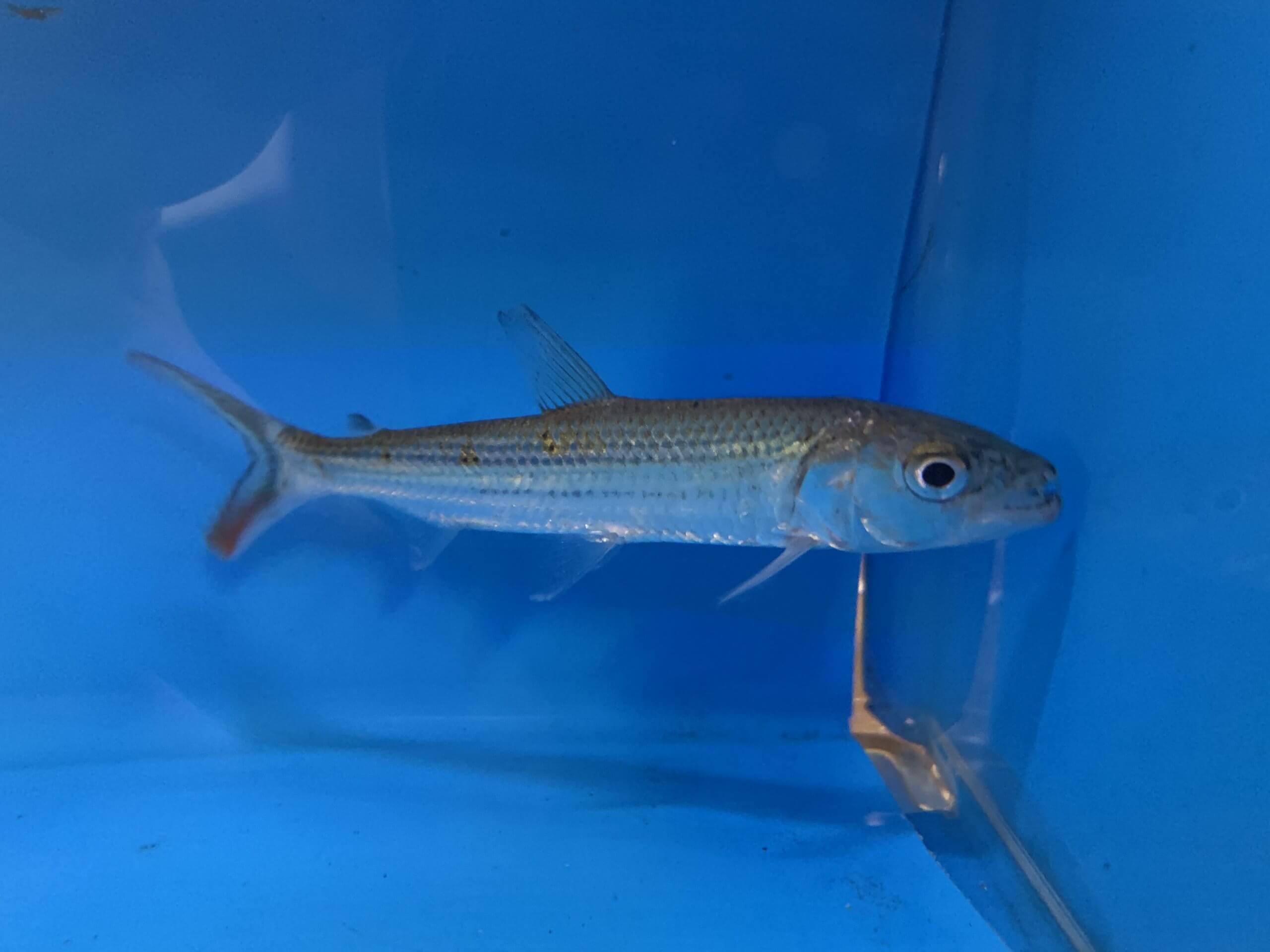 African forskahlii tiger fish / Hydrocynus forskahlii
