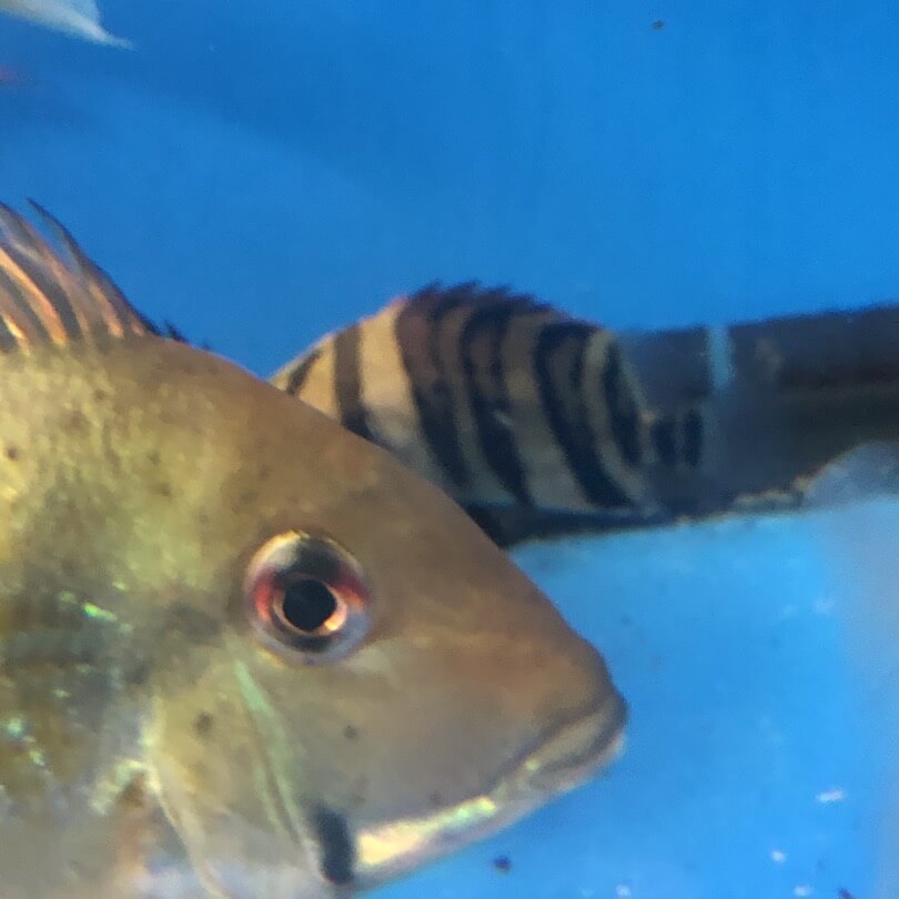 Geophagus altifrons / Geophagus altifrons Heckel
