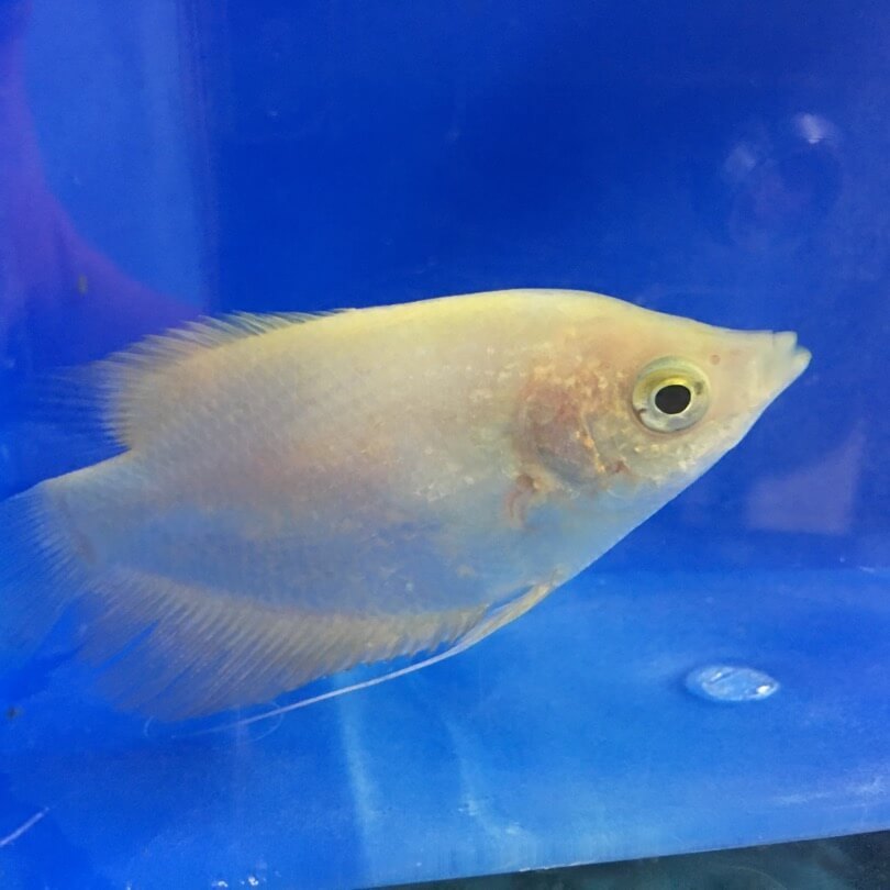 golden osphronemus gouramis / Osphronemus goramy