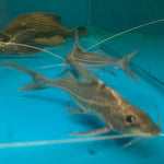 Jumper catfish hifin / Ictalurus punctatus