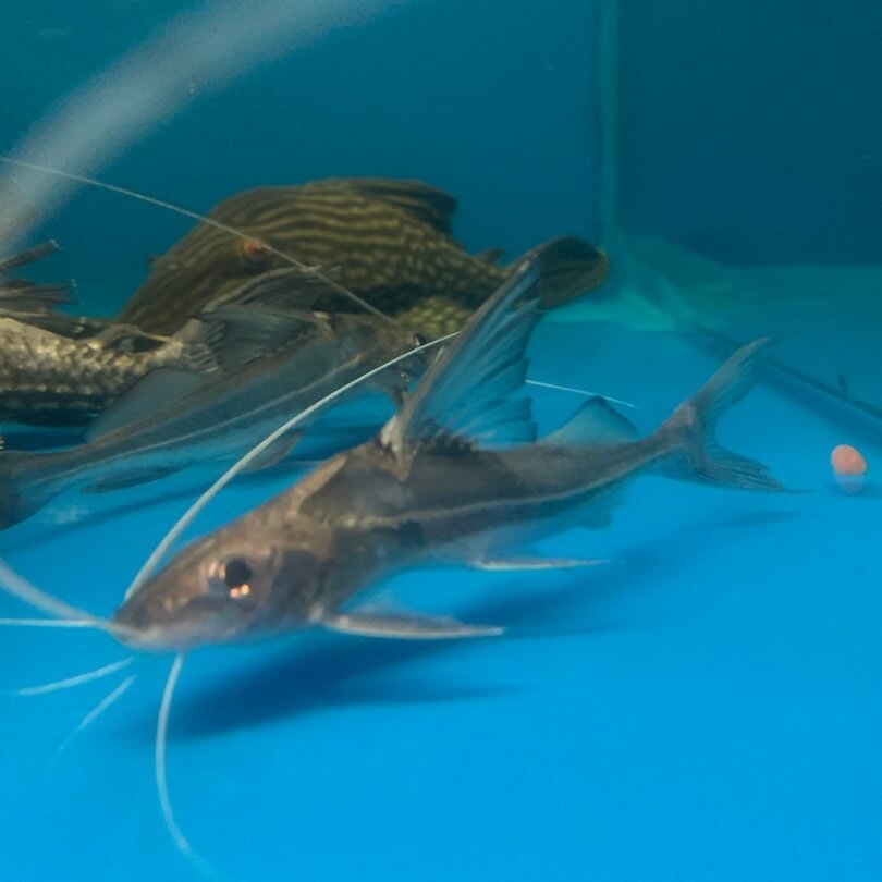 Jumper catfish hifin / Ictalurus punctatus