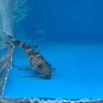 Hybrid synodontis angelicous/brichardi