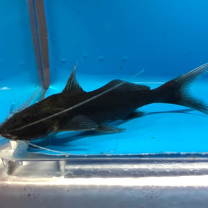 Jumper catfish black / Ameiurus melas
