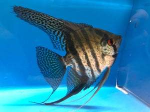 Zebra Lace angel fish / Pterophyllum Scalare