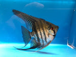 Zebra Lace angel fish / Pterophyllum Scalare