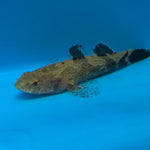 marble goby / Oxyeleotris marmorata