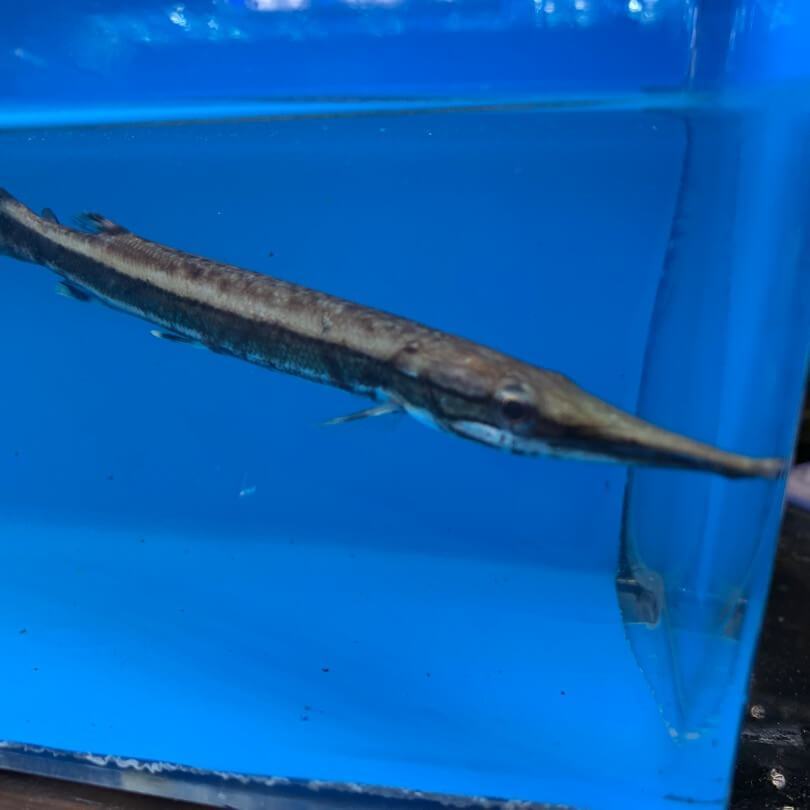 Mosaic gar / Lepisosteus oculatus