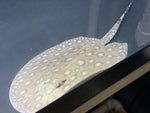 Motoro stingray / Potamotrygon motoro