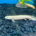 Platinum endlicheri polypterus / P. endlicherI