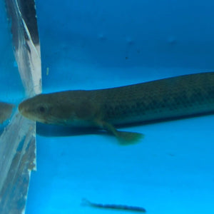 Mokele-Mbembe Bichir / Mokelembembe polypterus